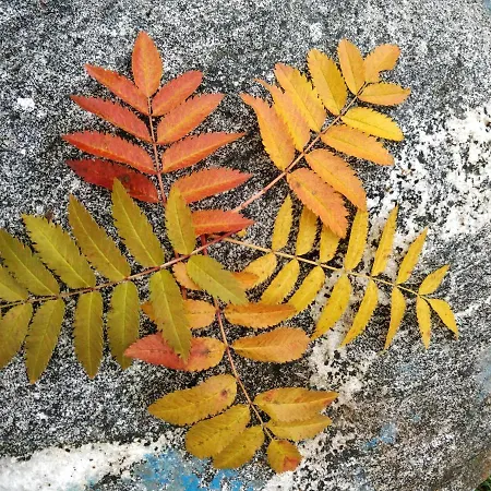 Aurora Holidays * Utsjoki